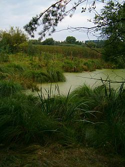 2 de Febrero: Día Mundial de los Humedales
