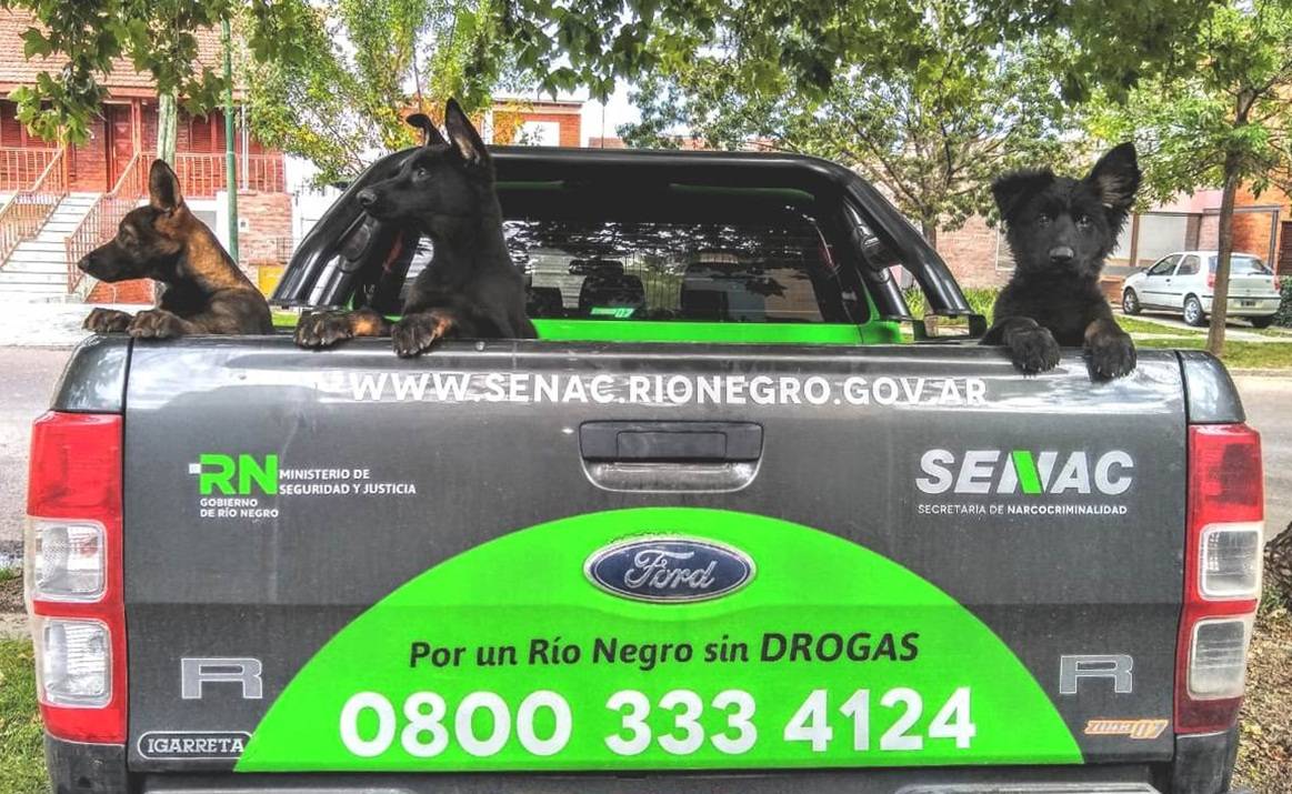 Tres cachorros criados en Escobar fueron incorporados a la Policía de Río Negro