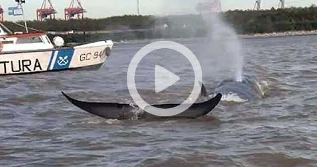 Increíble y trágica aparición de una ballena en la costanera de Escobar