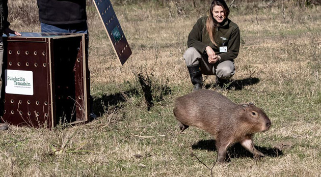 Liberan en su hábitat a un carpincho que apareció perdido en Loma Verde