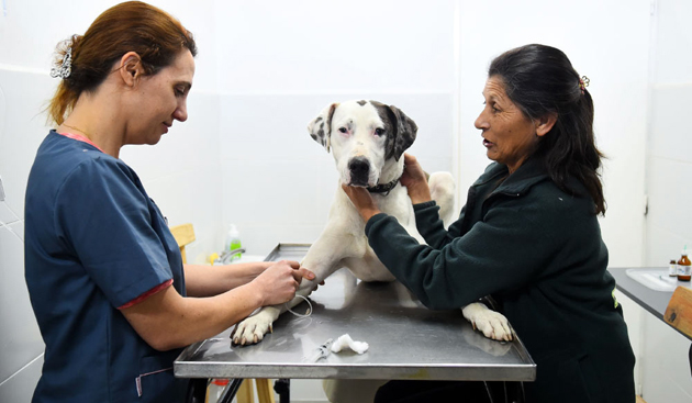 Solicitan la reapertura de un servicio de castraciones de emergencia