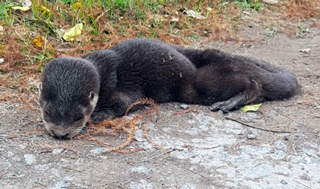 Rescataron a un lobo de río herido en la costa de un country de El Cazador