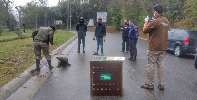Insólito: Rescatan a un lobo marino que deambulaba por las calles de El Cazador