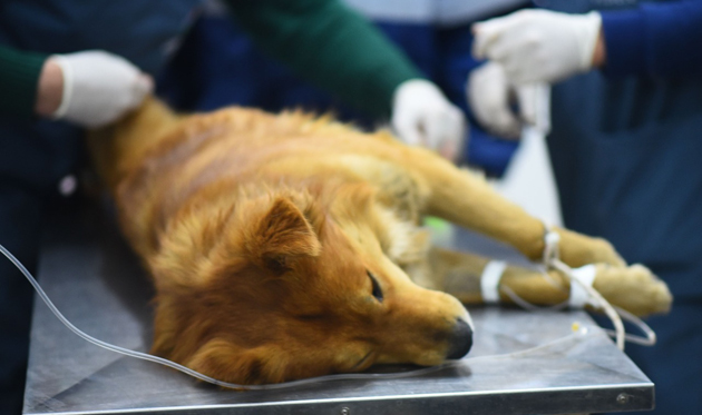 El Hospital de Zoonosis de Escobar retoma las castraciones programadas