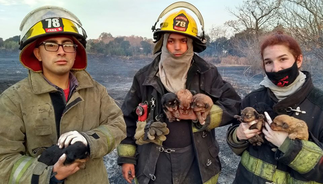 Bomberos rescatan a siete cachorros de un incendio en un campo de Matheu
