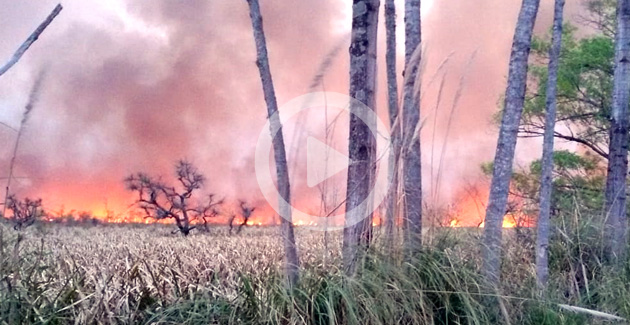 Aseguran que el incendio en la ribera del Paraná de las Palmas está bajo control