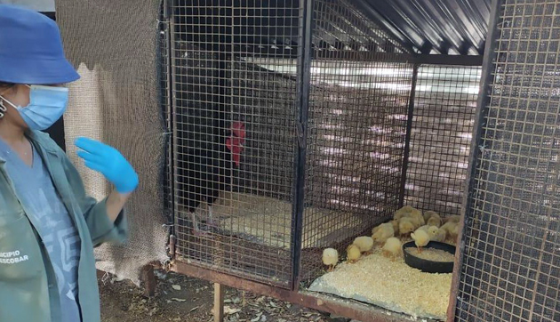 Recuperan aves que eran comercializadas de manera clandestina en Escobar