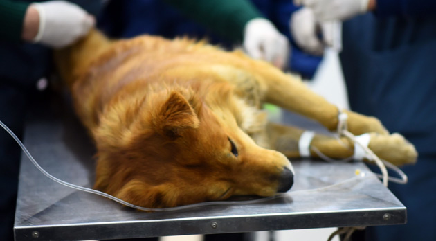 Zoonosis de Escobar retomó el sistema de turnos para castraciones