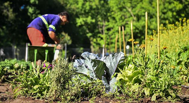 Tiempo de cosecha: La huerta agroecológica municipal produjo 100 kilos de verdura
