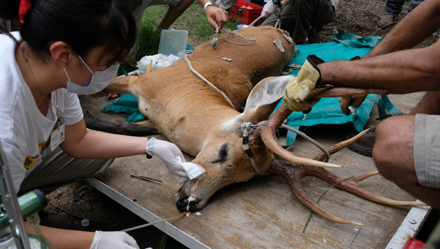 Rescatan a un ciervo de los pantanos herido en el Delta del Paraná
