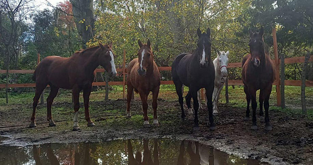 Desmienten la denuncia de supuesto maltrato de caballos en Matheu