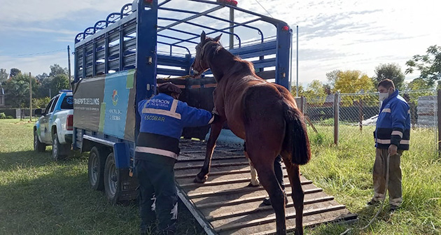 Rescatan a seis caballos que eran sometidos a maltrato en Matheu