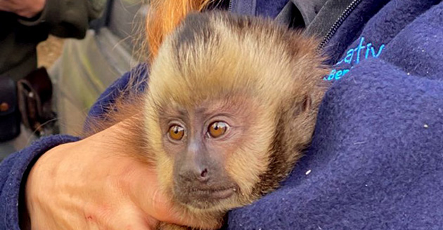 Rescatan en Loma Verde a un mono caí, víctima del comercio ilegal de fauna