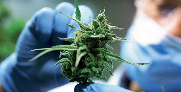 El INTA realizará estudios sobre el uso medicinal de cannabis en Escobar