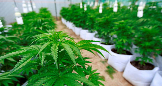 Escobar avanza a paso firme con la producción de cannabis medicinal