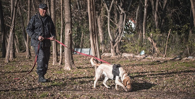 Seis perros labradores se incorporaron a la División Canina de Escobar