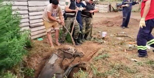 Rescatan a un caballo que se cayó a un pozo ciego en el barrio El Cazador
