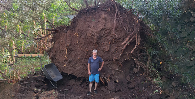Secuelas del temporal en Loma Verde: la impactante caída de un cedro gigante