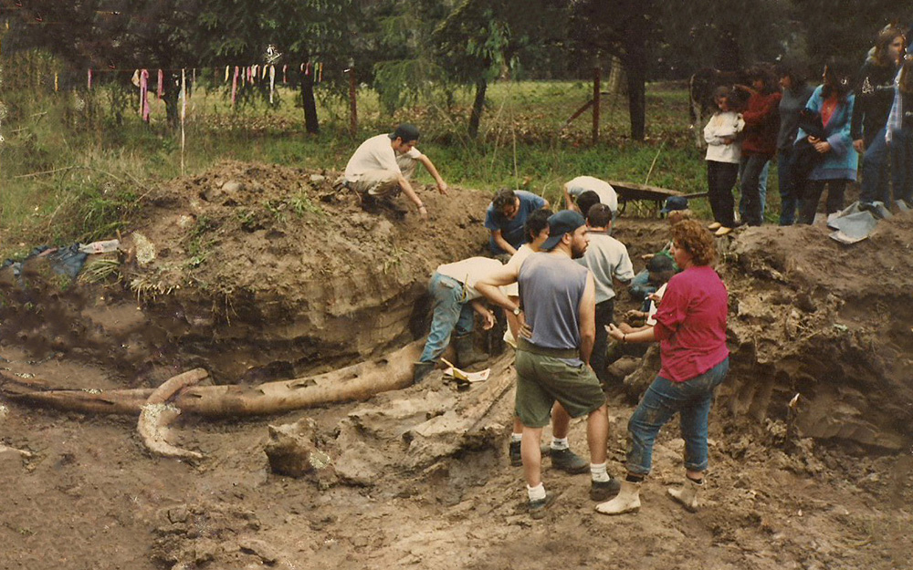 A 30 años de un hallazgo asombroso: la famosa ballena de Maschwitz