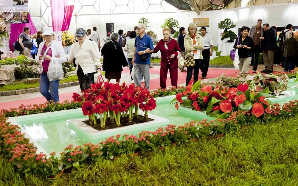 fiesta de la flor visitantes Fiesta de la Flor visitantes