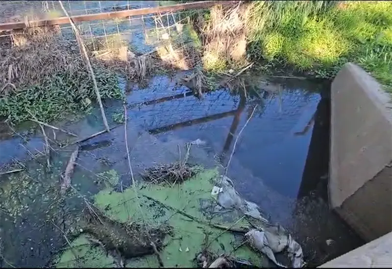 aguas servidas en el arroyo tatán