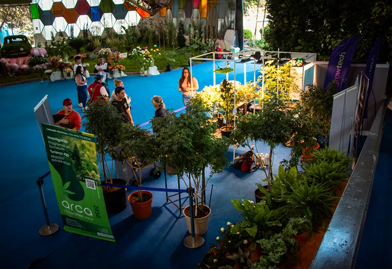 stand con plantas de cannabis