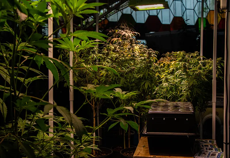 plantas de cannabis