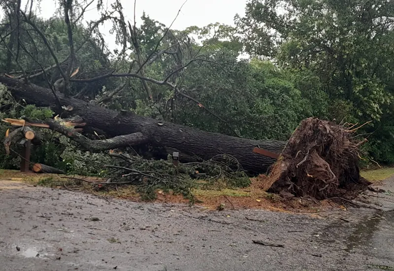 árboles caídos por el temporal en el barrio Fincas de Maschwitz