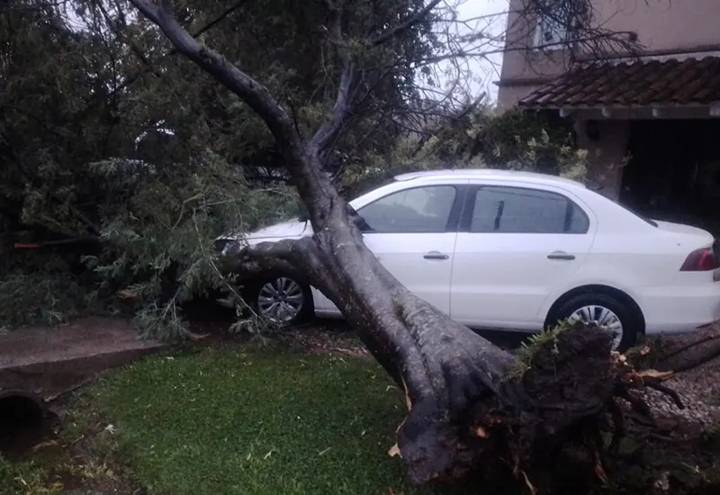 árbol caído sobre un árbol en Fincas de Maschwitz