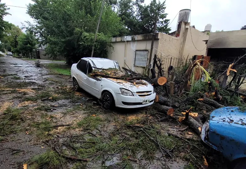 auto dañado por un árbol