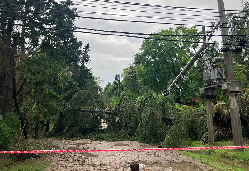 árboles caídos en las calle por el temporal