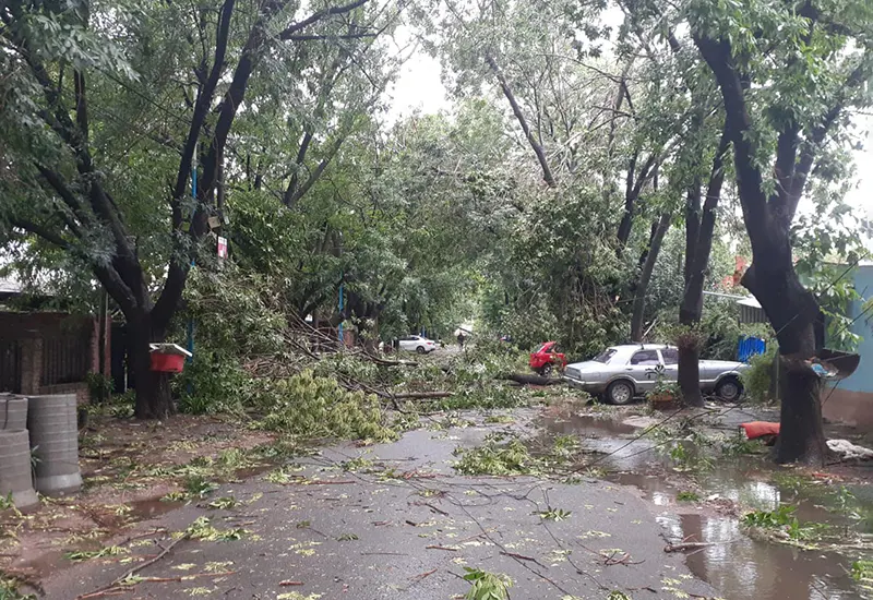 árboles caídos en las calle por el temporal