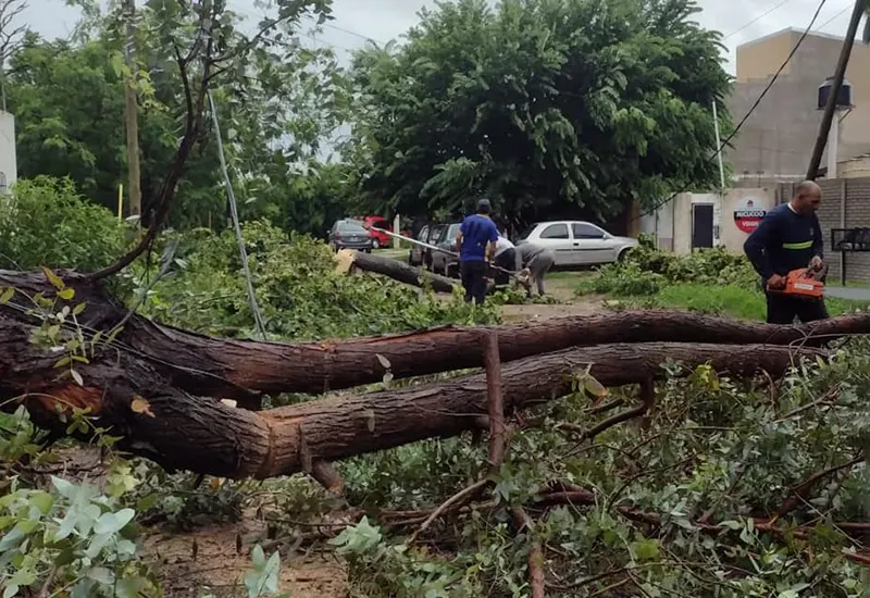 árboles caídos sobre la calle