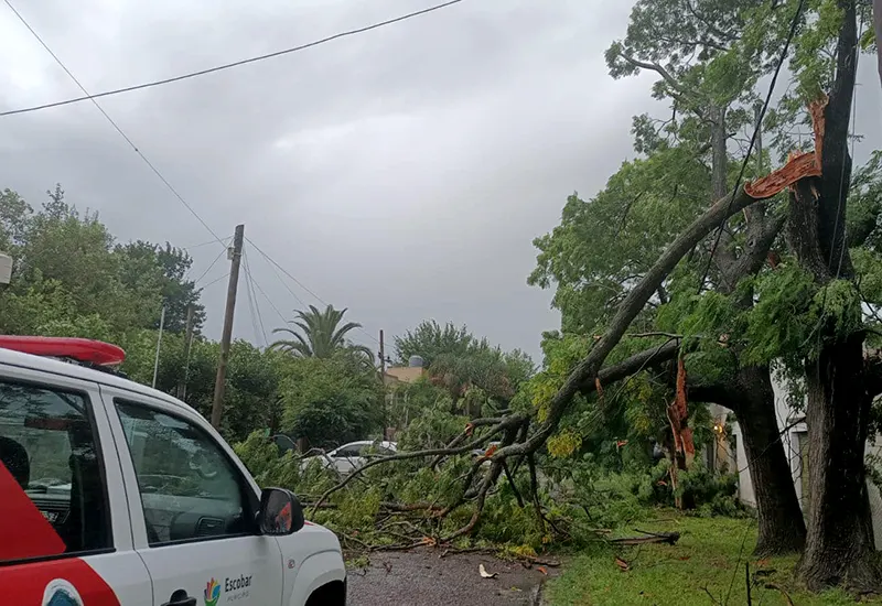 árboles caídos en las calle por el temporal