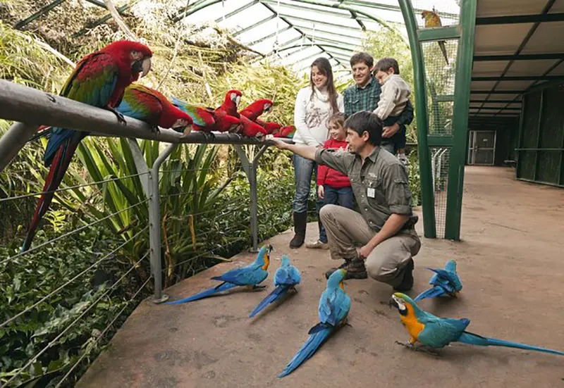 loros en Temaikèn