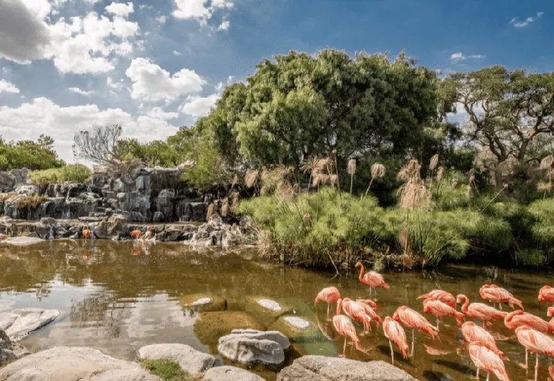 flamencos en el lago de temaikèn