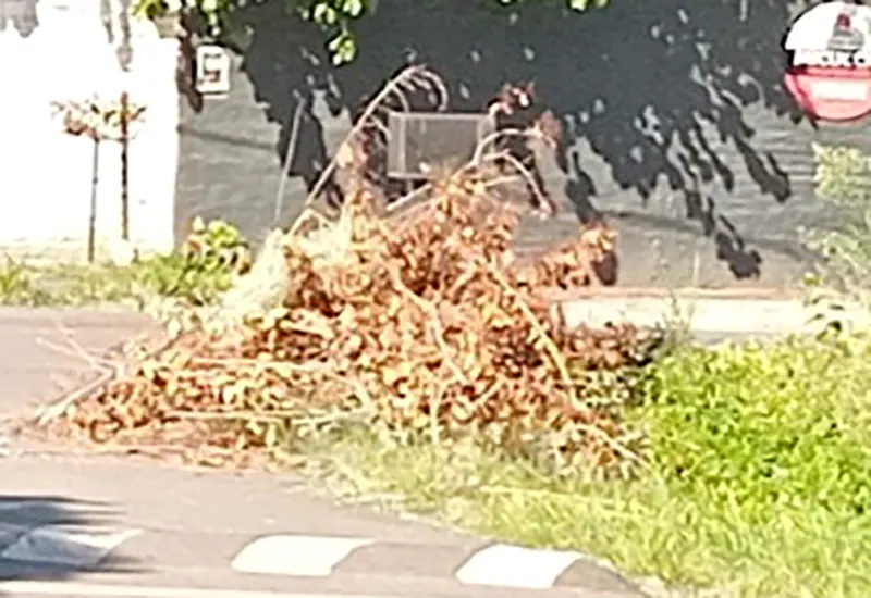 ramas acumuladas en la vereda