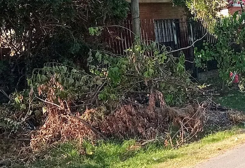 ramas acumuladas en la vereda