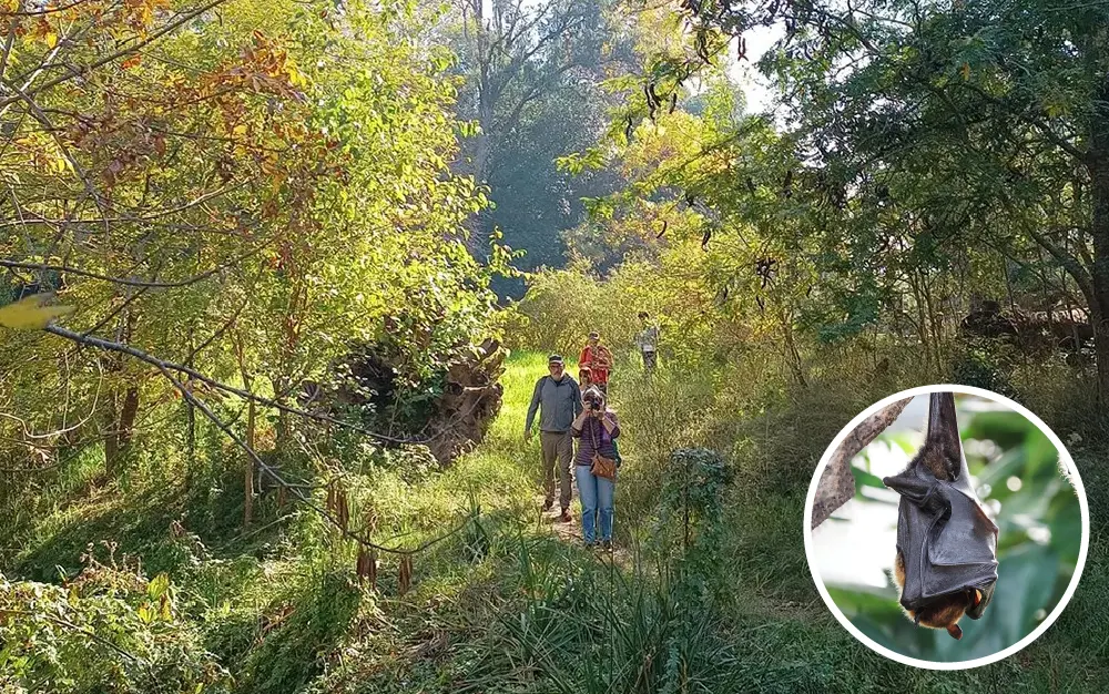 Murciélagos “friendly”: la curiosa revelación sobre la Reserva de Maschwitz