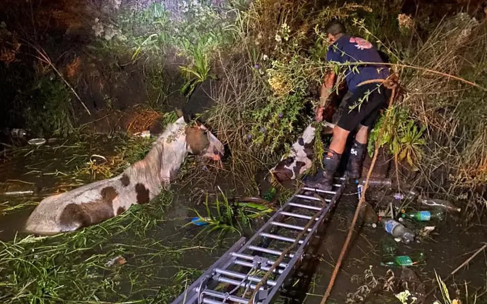 bomberos de Matheu rescatan a dos caballos de una zanja llena de agua