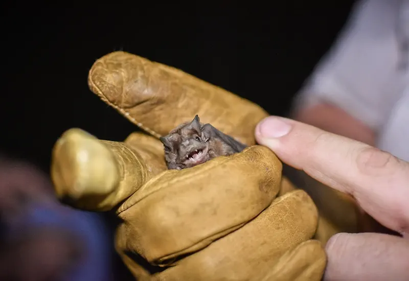 murciélago en el guante de un investigador