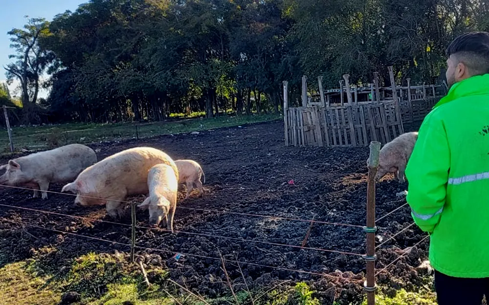 criadero de cerdos en Matheu