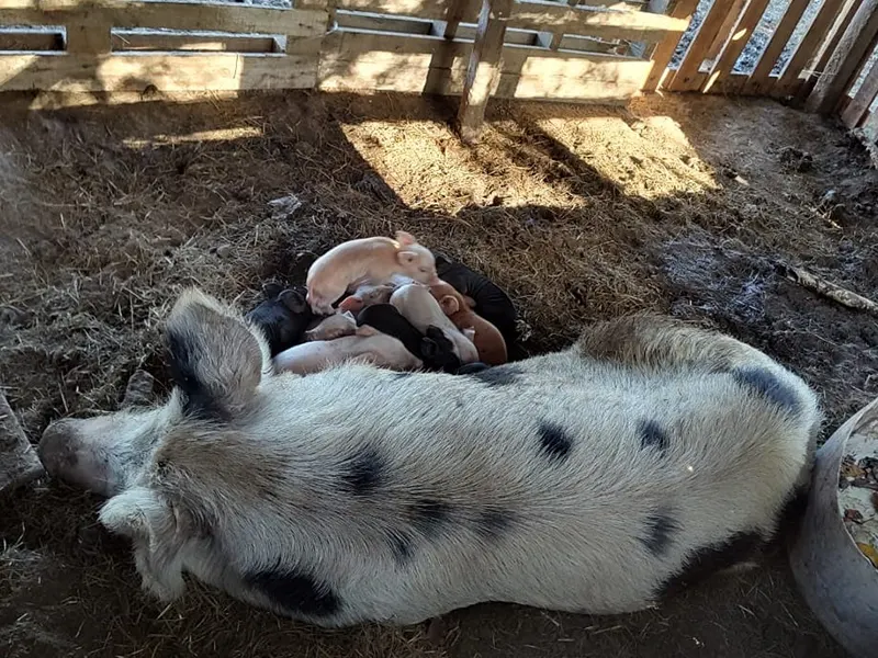 una chancha con sus cochinillos