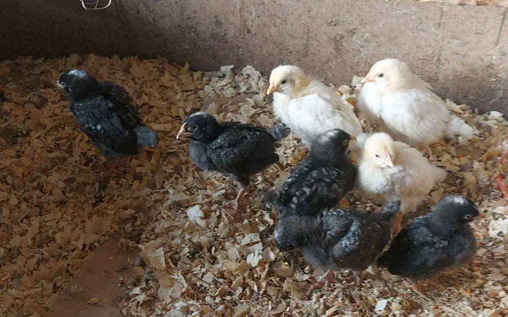 Rescatan patos y pollitos que eran comercializados de forma ilegal en Escobar