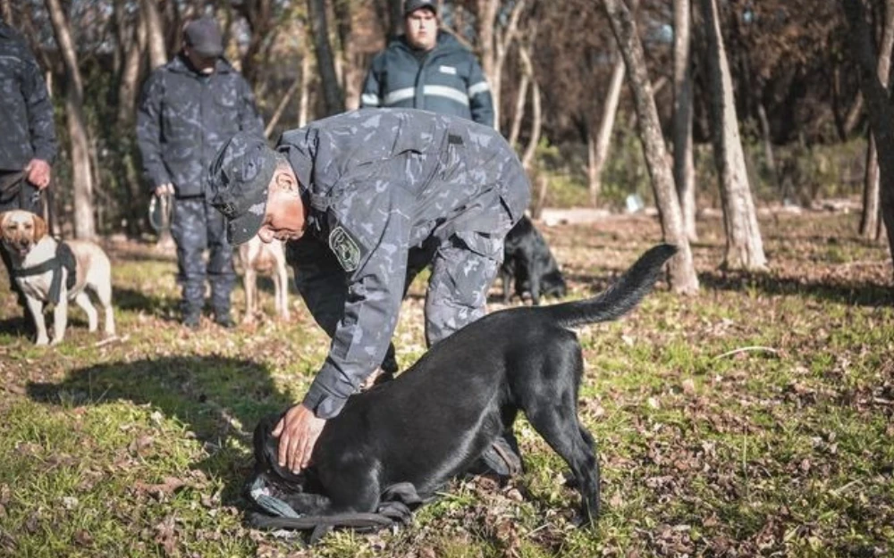 La División K-9, que opera bajo la Secretaría de Seguridad, está compuesta por ocho perros especializados. Cinco de ellos se dedican al rastreo humano, uno se encarga de rastros de alta complejidad y dos están entrenados para la detección de estupefacientes.