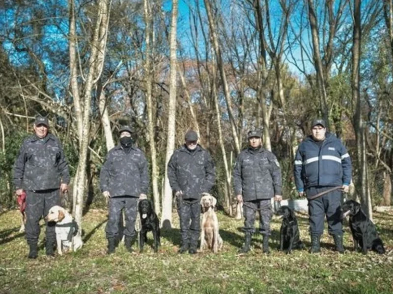 La División K-9, que opera bajo la Secretaría de Seguridad, está compuesta por ocho perros especializados. Cinco de ellos se dedican al rastreo humano, uno se encarga de rastros de alta complejidad y dos están entrenados para la detección de estupefacientes.