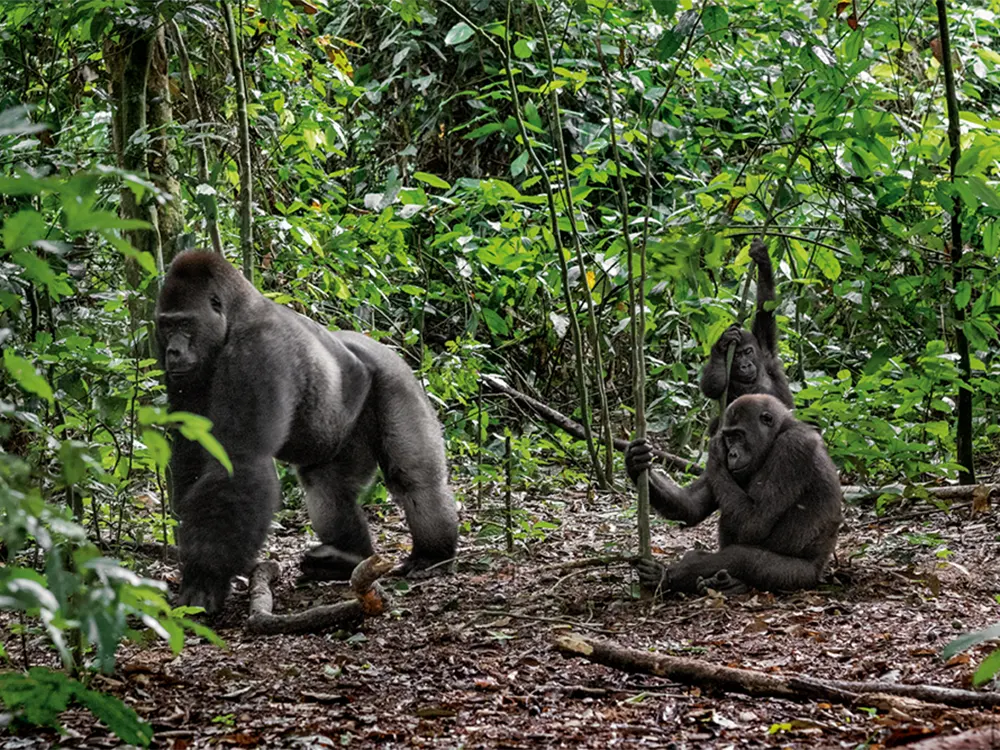 Parque Nacional Dzanga-Sangha