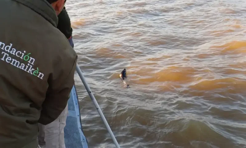 El lobo marino a punto de ser rescatado por personal de la fundación temaikén