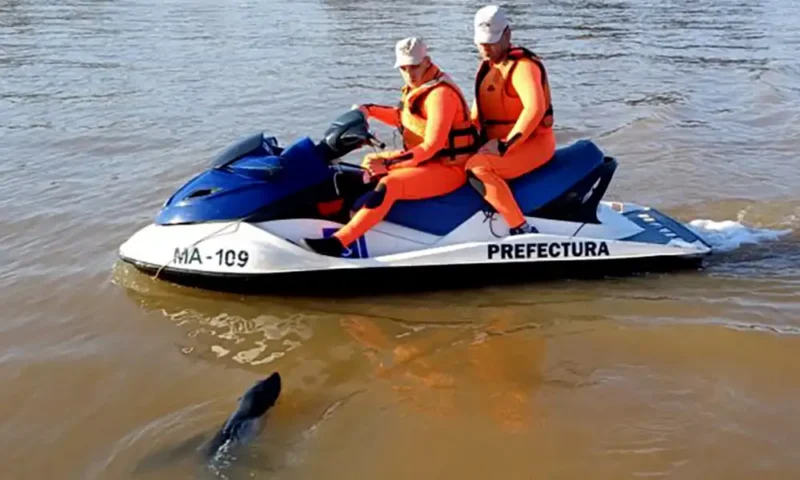 Personal de prefectura naval junto al lobo marino momentos antes de su rescate