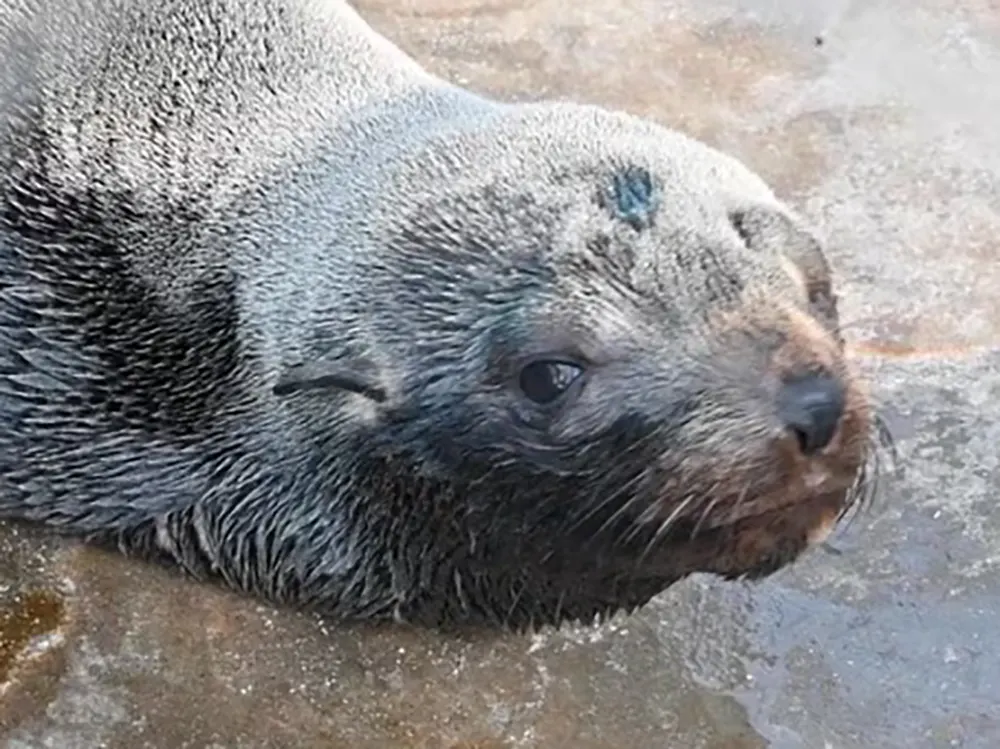 El lobo marino en las playas del Mar Argentino en el momento de su liberación